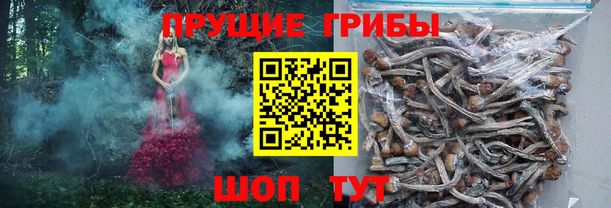 Галлюциногенные грибы Cubensis Назрань